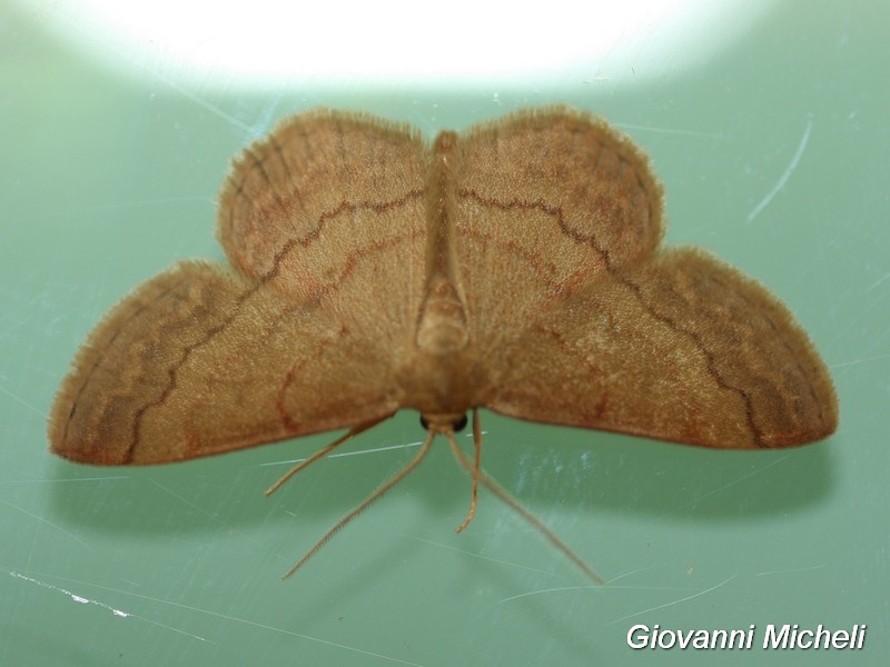 Geometridae da ID - Scopula (Scopula) rubiginata